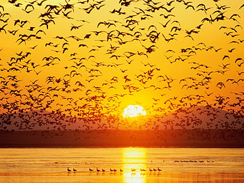 Landscape, Birds, Sunset HD wallpaper