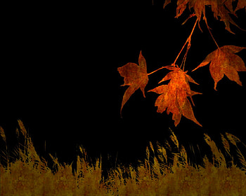 autumn leaves, autumn, leaves, black, color HD wallpaper