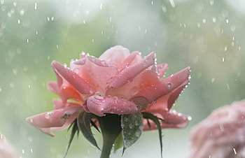 ღ❤ღ, rose, beautiful, nature, rain HD wallpaper