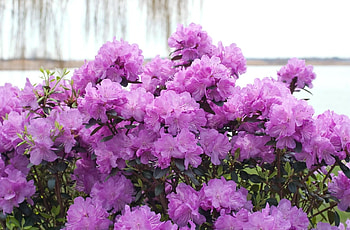 Flowers, Lilac, Bush, Bloom, Flowering, Azalea HD wallpaper