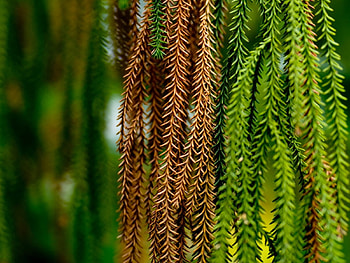Green, nature HD wallpaper