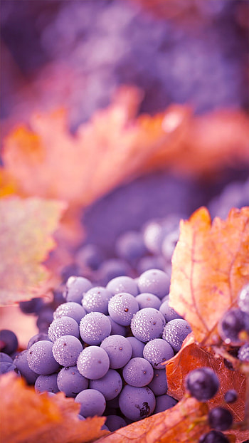 Autumn fruit art, Vibrant , Fall foliage, Captivating colors HD phone wallpaper
