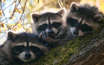 Enchanting raccoon, Furry friend, Charming , Background beauty HD wallpaper