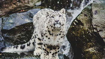 Snow leopard smiling , Ultra , Net HD wallpaper