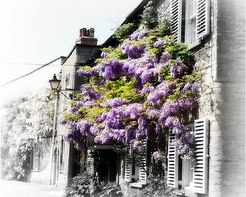Wisteria Cottage, wisteria, cottage HD wallpaper