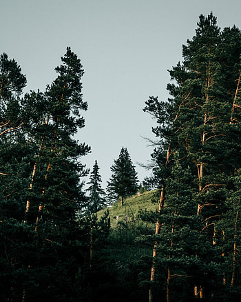 Nature, Trees, Forest, Fir, Spruce, Slope HD phone wallpaper