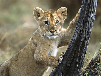 Animals, Lions HD wallpaper