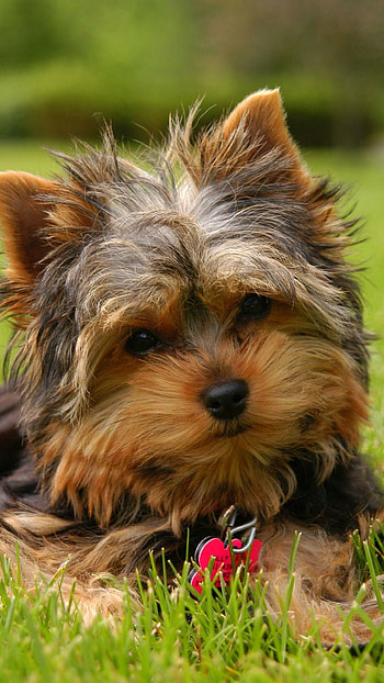 Yorkshire Terrier, Backgrounds HD phone wallpaper