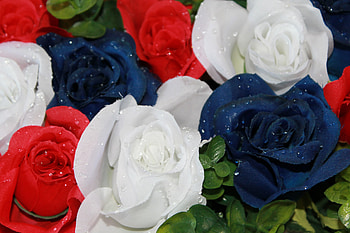 roses, blue, white, flowers, red HD wallpaper