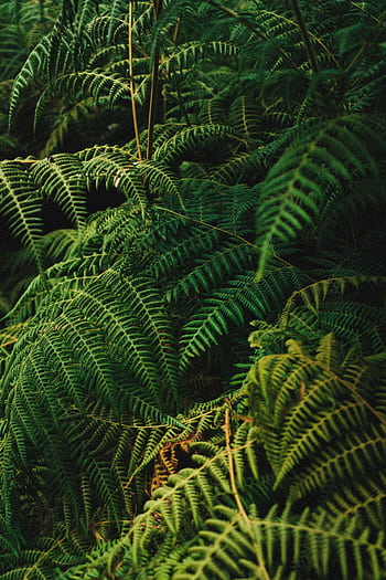 Dense lush ferns creating a vibrant green pattern in a tropical forest setting. HD phone wallpaper