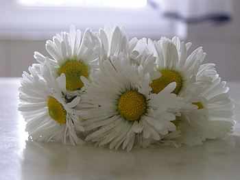 tiny daisies for you, daisy, autumn, nature, flowers, tiny HD wallpaper