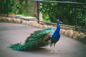 Peacock, blue, feather, paun, bird, green, pasare HD wallpaper