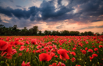 Poppy field at Sunset, Poppy, Sunset, Clouds, Sky HD wallpaper