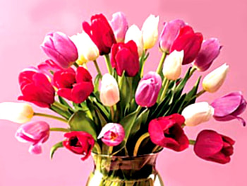 Pink tulips, tulip, pink, bouquet, flower, nature HD wallpaper