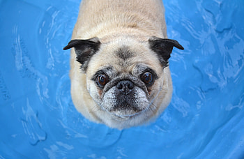 Funny, Animals, Dog, Muzzle, Pug HD wallpaper