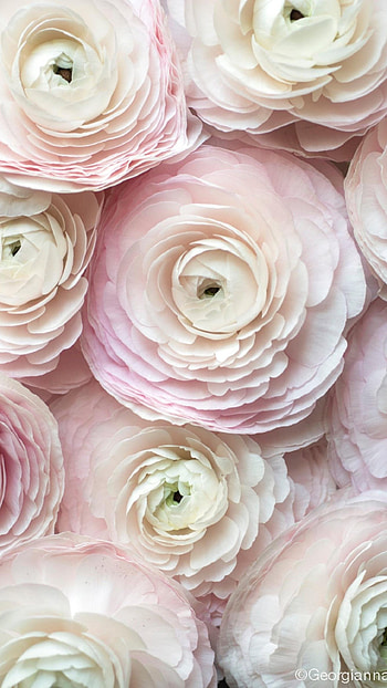 Ranunculus, Pink HD phone wallpaper