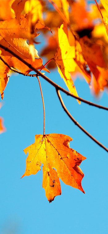 Shallow graphy, Maple leaf, 11 HD phone wallpaper