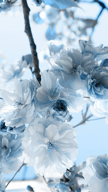 Light Blue, Flower HD phone wallpaper