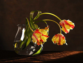 Red & Yellow Tulips, color, graphy, art, vase, bloom, still life, heavy, glass, dramatic HD wallpaper