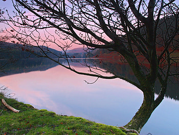 Standing By The Lakeside, lonely, water, lake, tree HD wallpaper