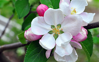 Plants, Flowers HD wallpaper