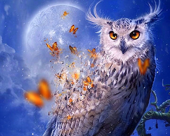 Spirit of Owl, winter, digital art, owl, creative pre-made, butterflies, love four seasons, fantasy, animals, butterfly designs, moons HD wallpaper