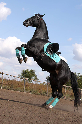 Trained horse , Horse dance sport, Equine sport graphy, Capturing horse movements HD phone wallpaper