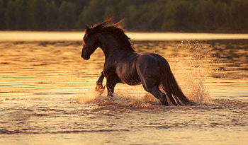 Beautiful, horse, nature, water, sunset HD wallpaper