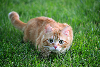 Cat Looking At Viewer, cat, animals HD wallpaper