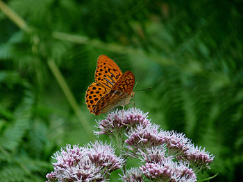 Flower, Macro, Close-Up, Insect, Butterfly HD wallpaper