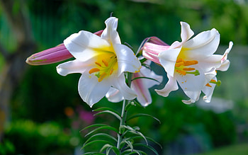 White Lily, Latvia, white, flower, lily HD wallpaper