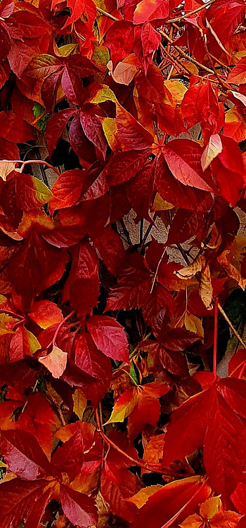 FALL, leaves, autumn, colors HD phone wallpaper