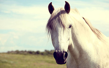 Animals, Mane, Head, Horse HD wallpaper