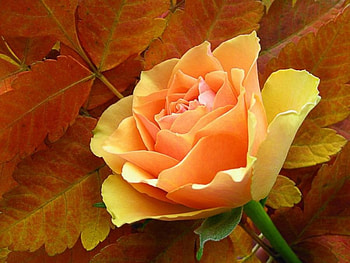 Yellow rose, flowers, roses HD wallpaper