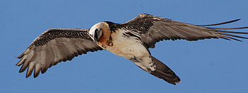 Bearded Vulture, Mountain propre, Vulture, Bearded Vulture HD wallpaper