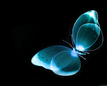 Blue butterfly, blue, colourful, butterfly HD wallpaper