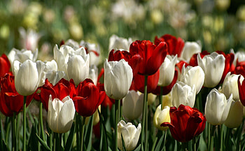 Flowers, Tulips, Flower Bed, Flowerbed, Spring HD wallpaper