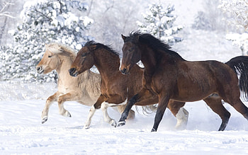 Animals, Winter, Horses, Running At A Gallop, Running A Gallop HD wallpaper