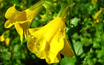Yellow Flowers, pretty, petals, yellow, bright, flowers HD wallpaper