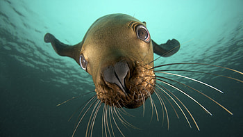 Animals, Seals HD wallpaper