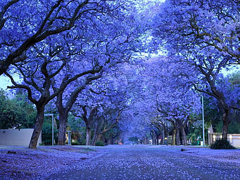 jacarandas in bloom, street, south africa, jacarandas, blossoms HD wallpaper