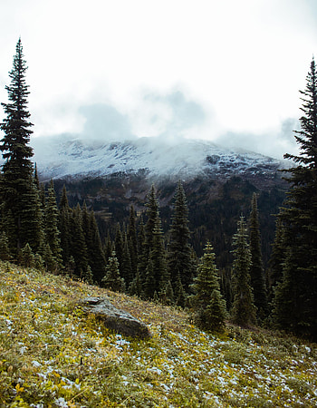 Nature, Trees, Stones, Mountains, Fog, Spruce, Fir, Slope HD phone wallpaper