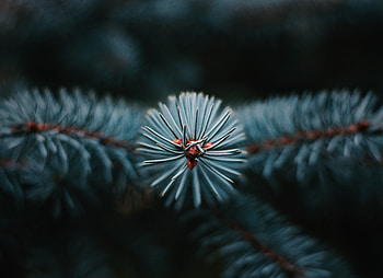 Needle, Macro, Branch, Christmas Tree, Evergreen HD wallpaper