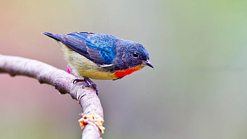 Animals, Bright, Bird, Sit, Branch, Color HD wallpaper