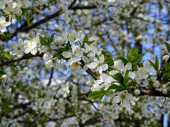 Plants, Flowers HD wallpaper