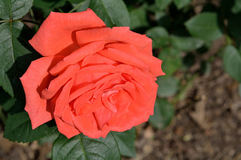 Colorful Rose, macro rose, orange rose, gorgeous rose, pretty rose HD wallpaper