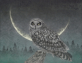 Owl in the Night, night, trees, owl, moon, bird HD wallpaper