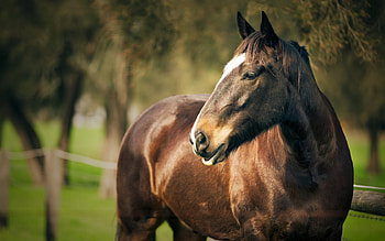 Animals, Horses HD wallpaper