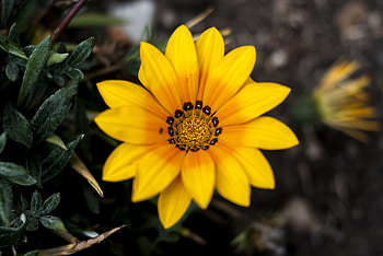 Marigold, flower, bloom HD wallpaper
