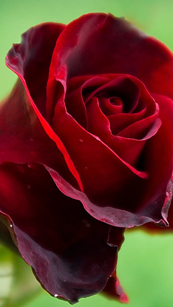 Beautiful Rose, Nature Beauty HD phone wallpaper